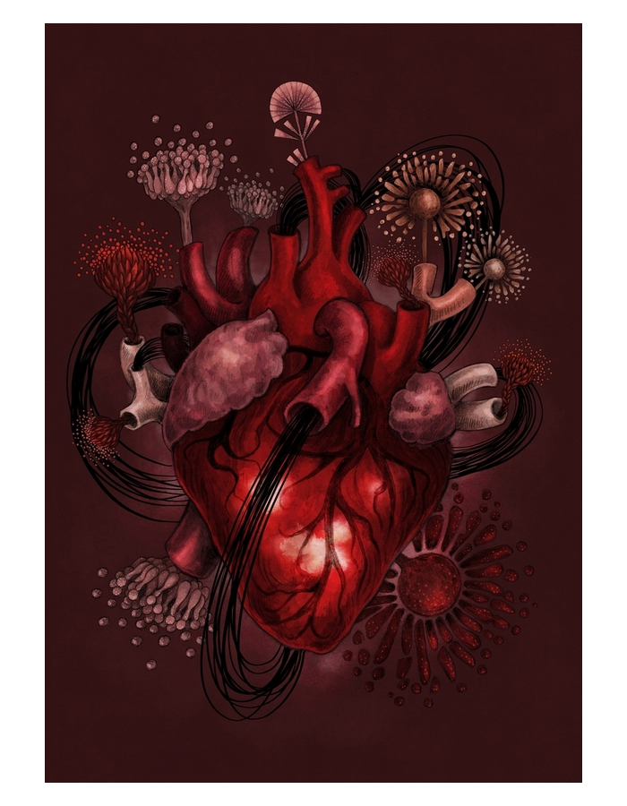 coeur anatomique anatomical heart illustration