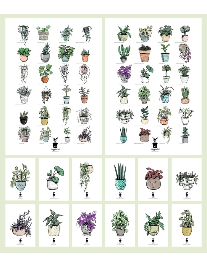 poster illustration plantes green dessin