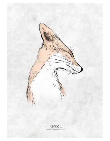 renard dessin fox illustration foxes wild faune sauvage illustratrice