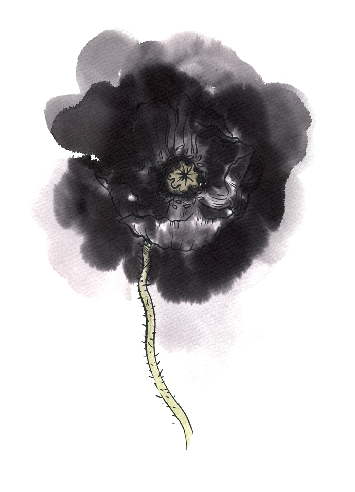 fleur pavot noir illustration aquarelle
