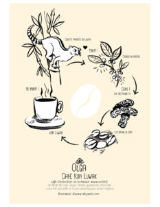 kopi luwak cafe dessin illustration civette