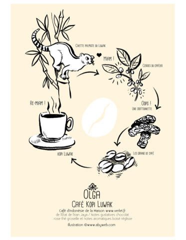 kopi luwak cafe dessin illustration civette graphisme eure normandie