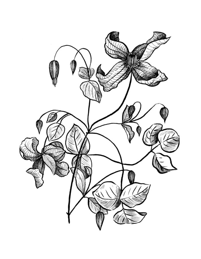 botanic plante illustration dessin encre