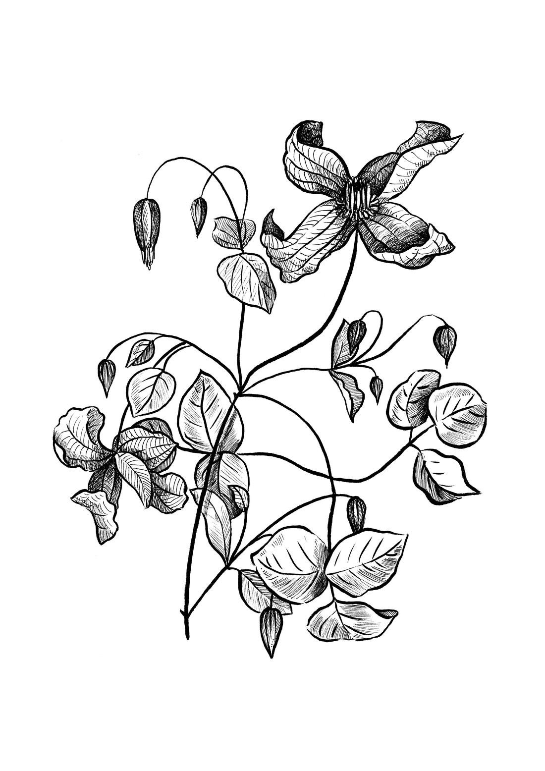 botanic plante illustration dessin encre