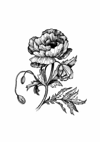 Coquelicot pavot illustration botanique dessin fleur flower nature plante