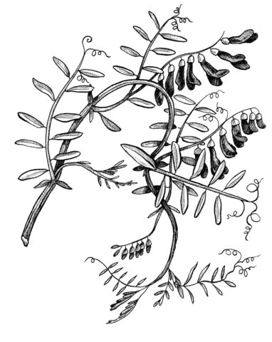 illustration botanique dessin fleur flower nature plante