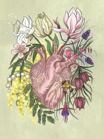 coeur anatomique illustration automne dessin nature printemps fleurs botanique
