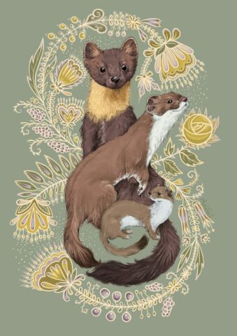 illustration belette fouine et martre animaux esod dessin cute