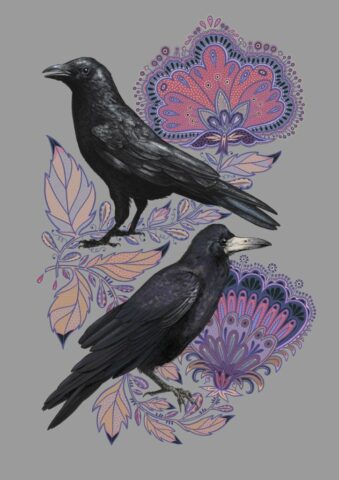 Corneille corbeau oiseaux dessin illustration nature naturaliste
