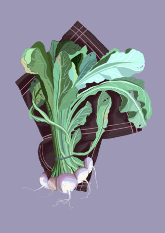 navet dessin illustration legume