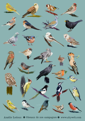 poster des oiseaux de nos jardins Birdtober lpo dessin illustration eure normandie illustratrice