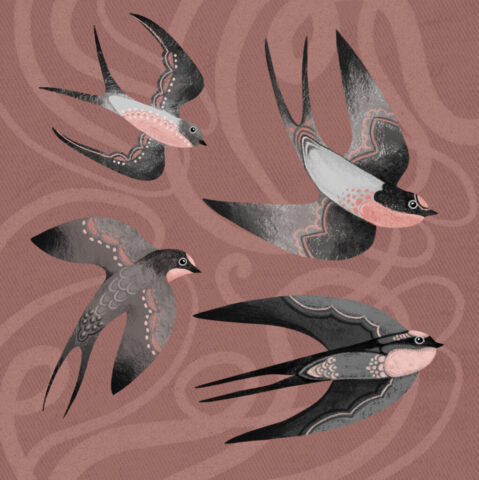 Hirondelles swallow illustration dessin