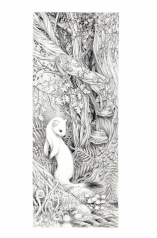 illustration hermine hermione nature dessin botanique animalier naturaliste forêt