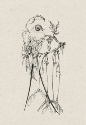 flycatcher oiseau lpo animaux bird illustration dessin nature