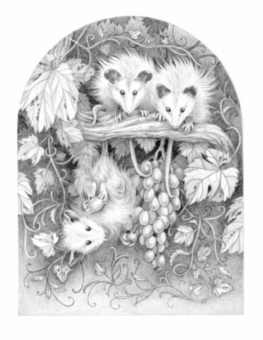 opossum illustration animaliere nature animaux dessin normandie prestation