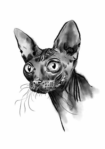 Cat chat minet illustration dessin
