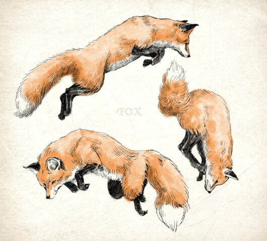 foxes renard dessin illustration wild faune sauvage illustration illustratrice