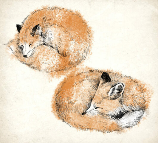 foxes renard dessin wild faune sauvage illustration illustratrice normandie eure