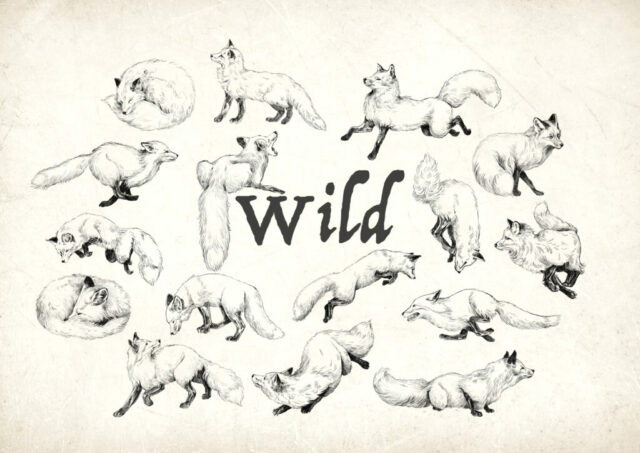 foxes renard dessin illustration wild faune sauvage illustration illustratrice